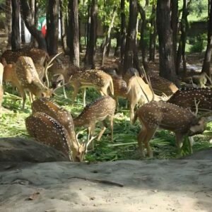 Malsi Deer Park